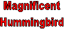 Magnificent
Hummingbird